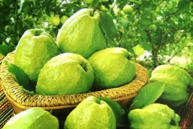 Vi phạm tiêu chuẩn chất lượng, ổi Thái Lan bị EU 'tuýt còi' 